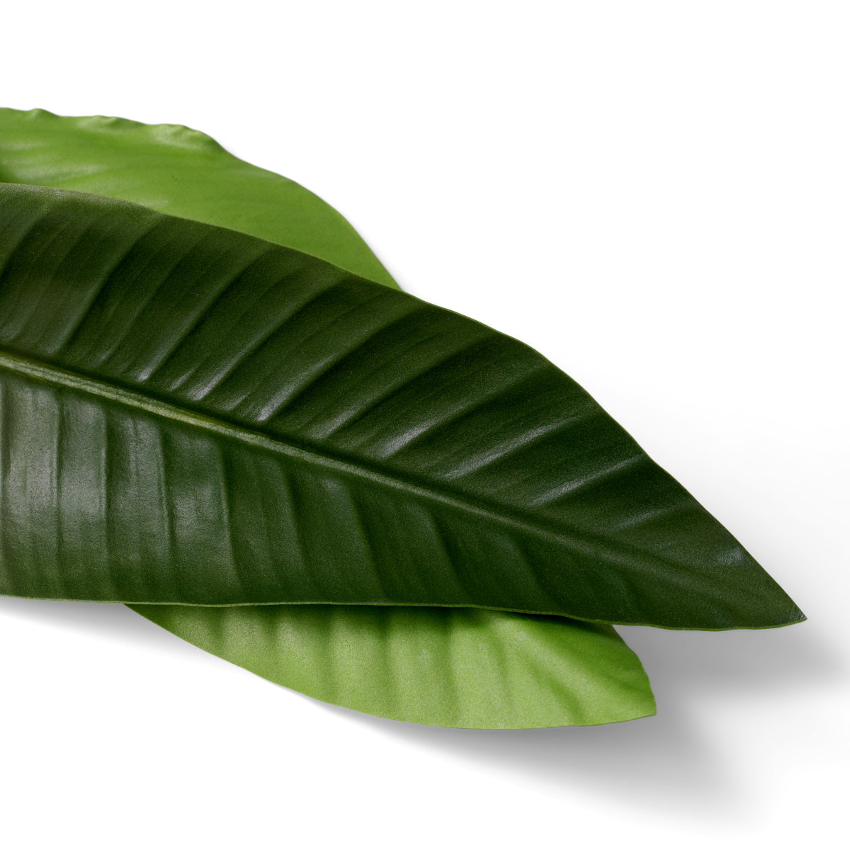 Green Leaves (36) Strelitzia| Cabothousefurniture.com