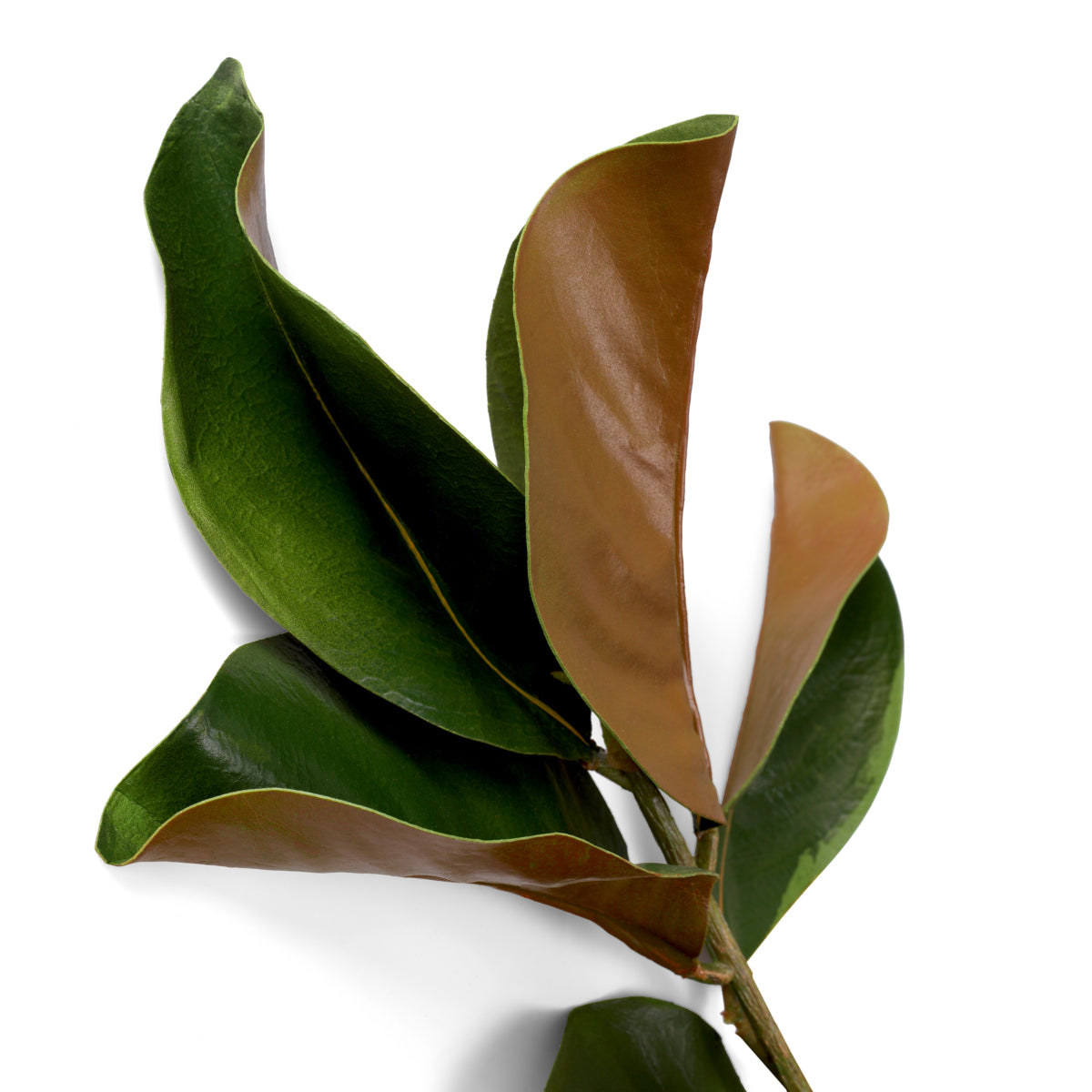 Green Foliage Leaves (24) Magnolia | Cabothousefurniture.com