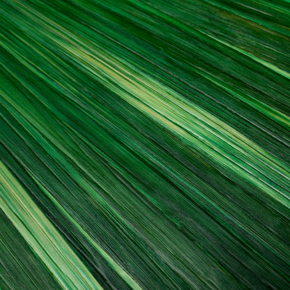 Green Desk Tray Harvard