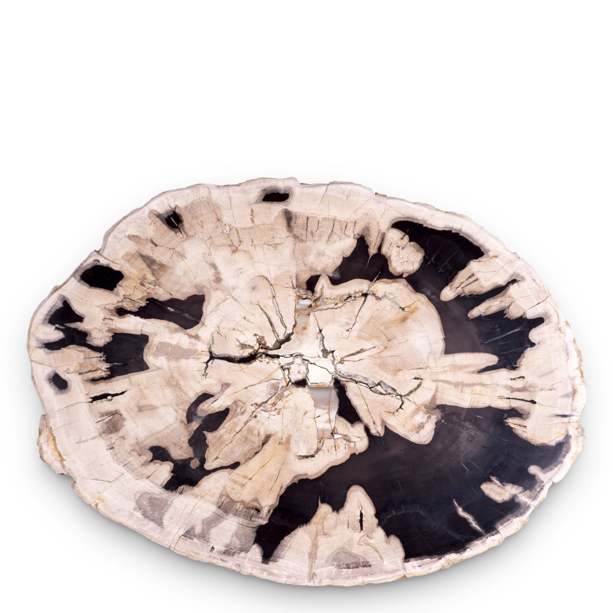 Petrified Coffee Table (3) De Soto | Cabothousefurniture.com