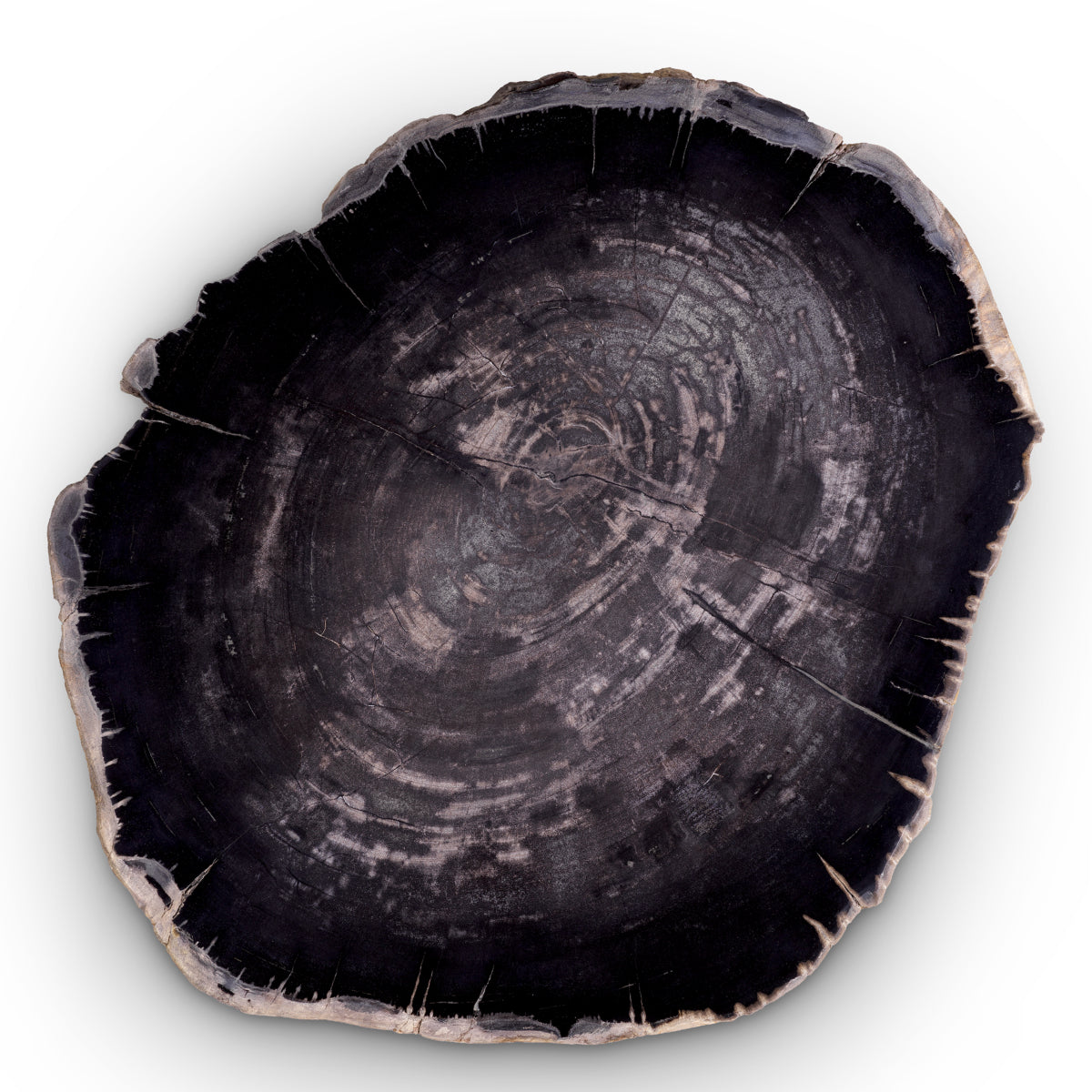 Petrified Coffee Table (3) De Soto | Cabothousefurniture.com