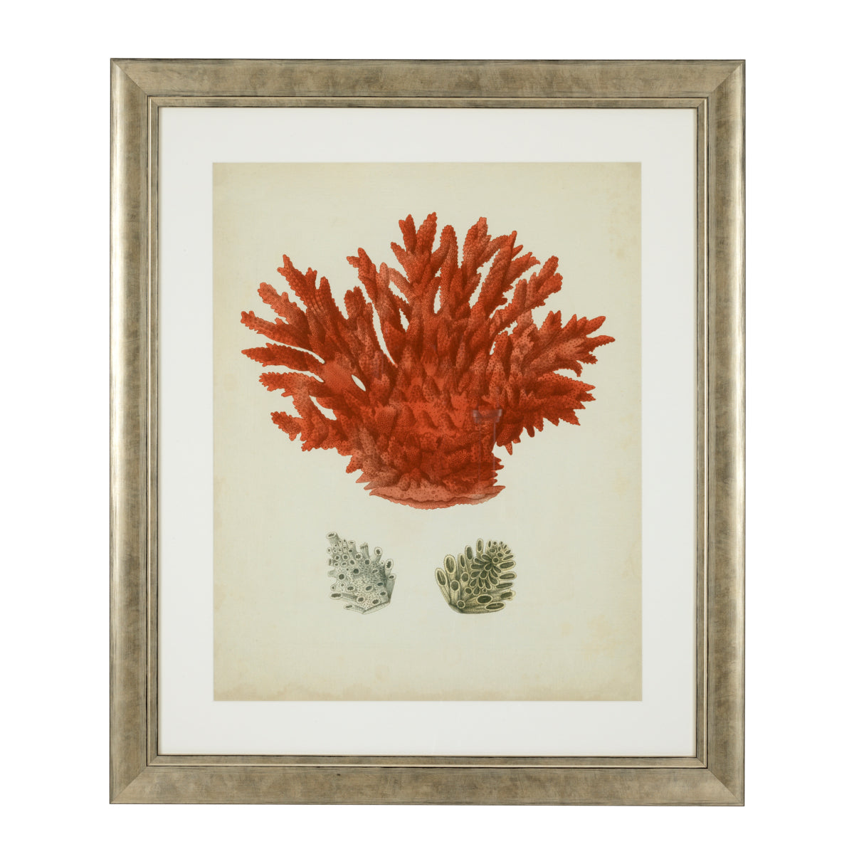 Silver Frame Prints (6) Red Corals | Cabothousefurniture.com