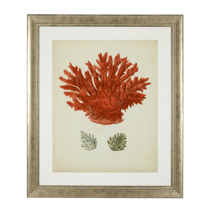 Silver Frame Prints (6) Red Corals | Cabothousefurniture.com