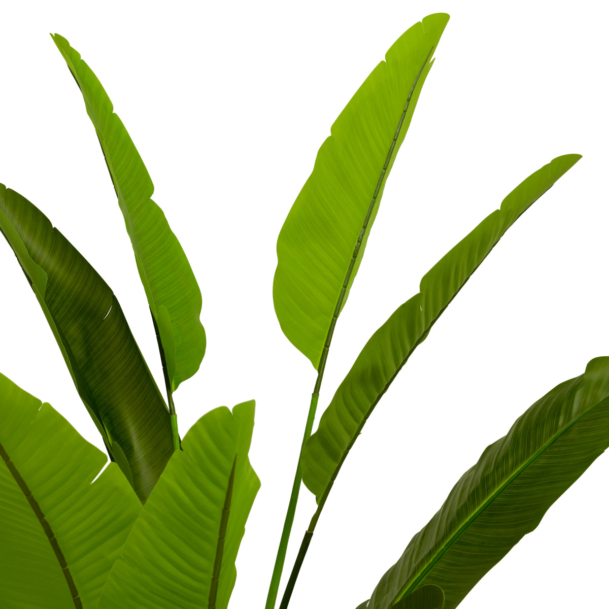 Green Artificial Plant Strelitzia | Cabothousefurniture.com