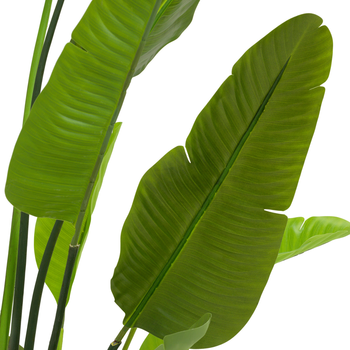 Green Artificial Plant Strelitzia | Cabothousefurniture.com