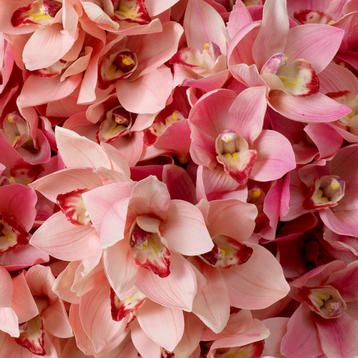 Pink Orchids Bouquet (36) Cymbidium | Cabothousefurniture.com