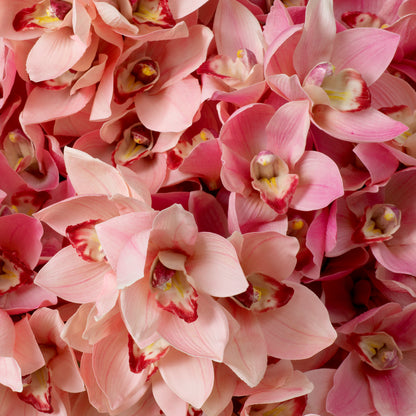 Pink Orchids Bouquet (36) Cymbidium | Cabothousefurniture.com