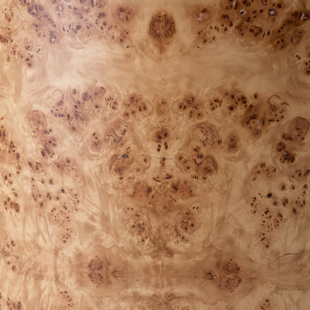 Light Brown Burl Chair Arcadia | Cabothousefurniture.com